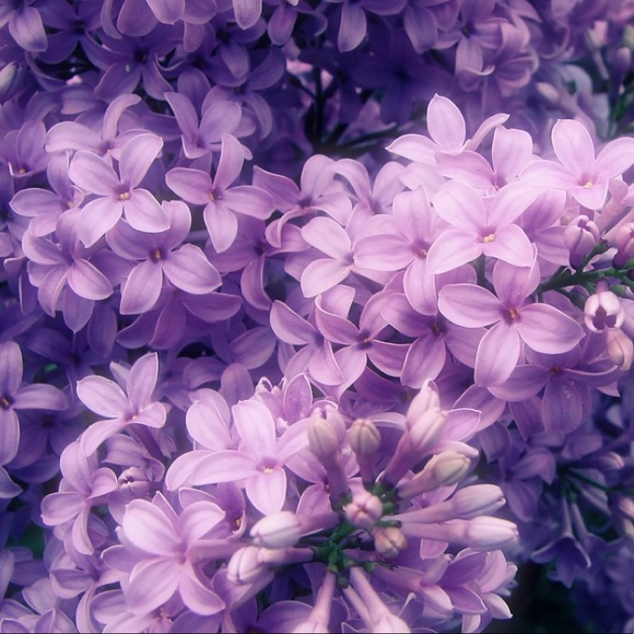 Meet your Posher, Emily - Picture 1 of 1